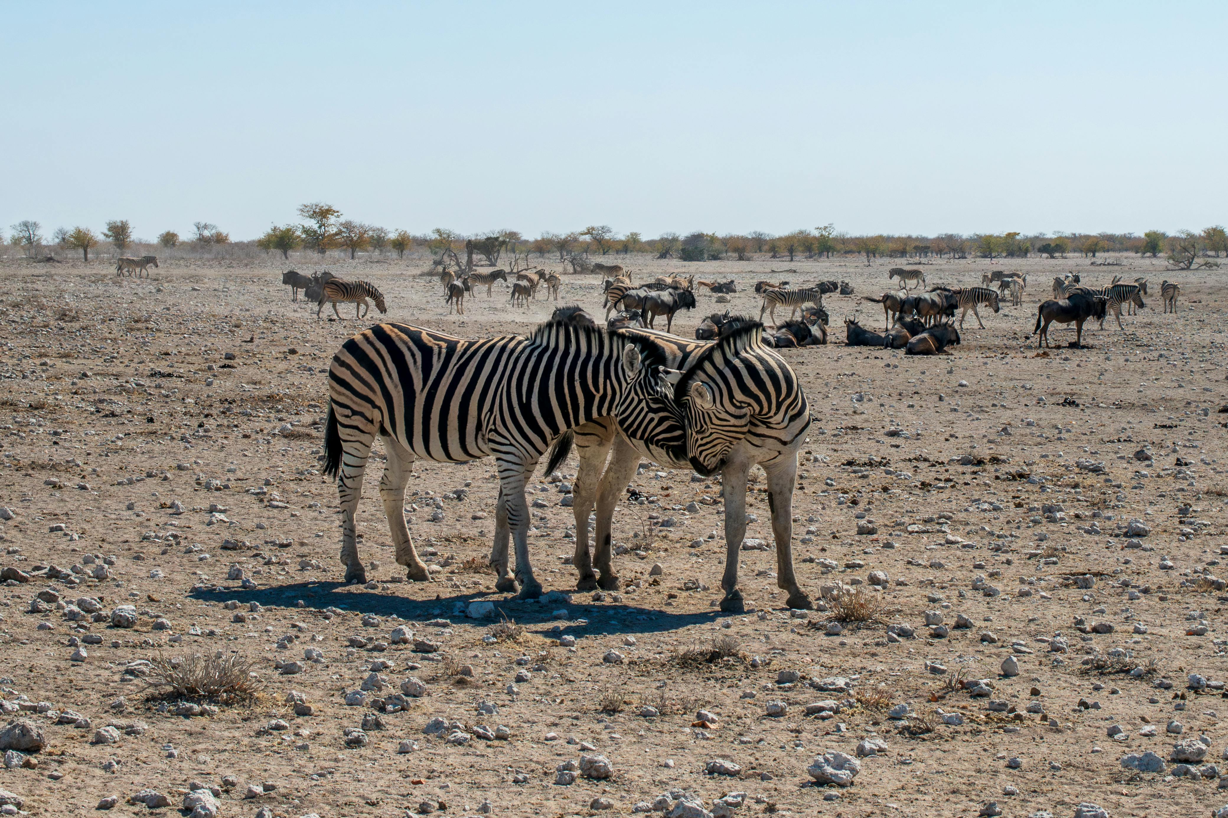 Etosha Safari